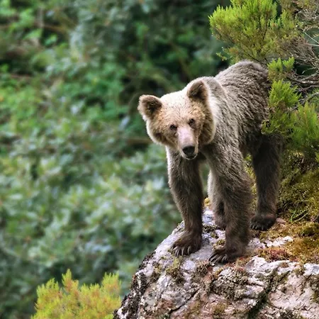 Πανσιόν Y Casas De Aldea La Pornacal 3*