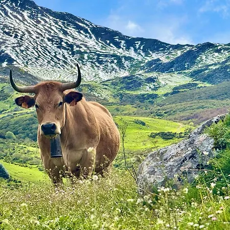 بيت ضيافة Rurales La Pornacal I Y La Pornacal Ii 3*