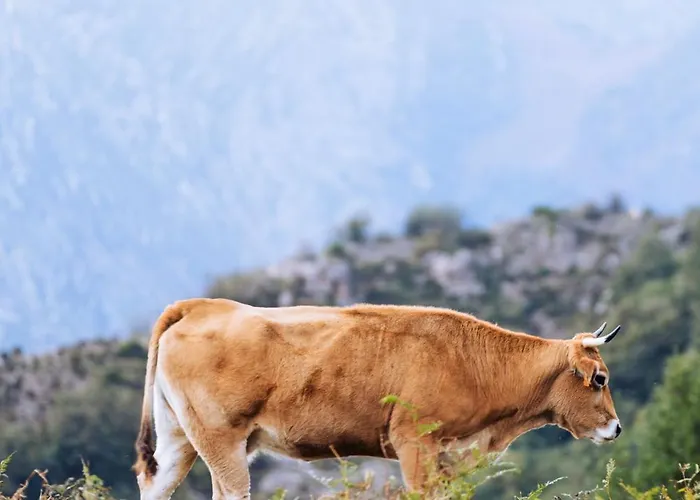 Rurales La Pornacal I Y La Pornacal Ii Penzion